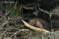 Eurasian beaver building a dam at night.